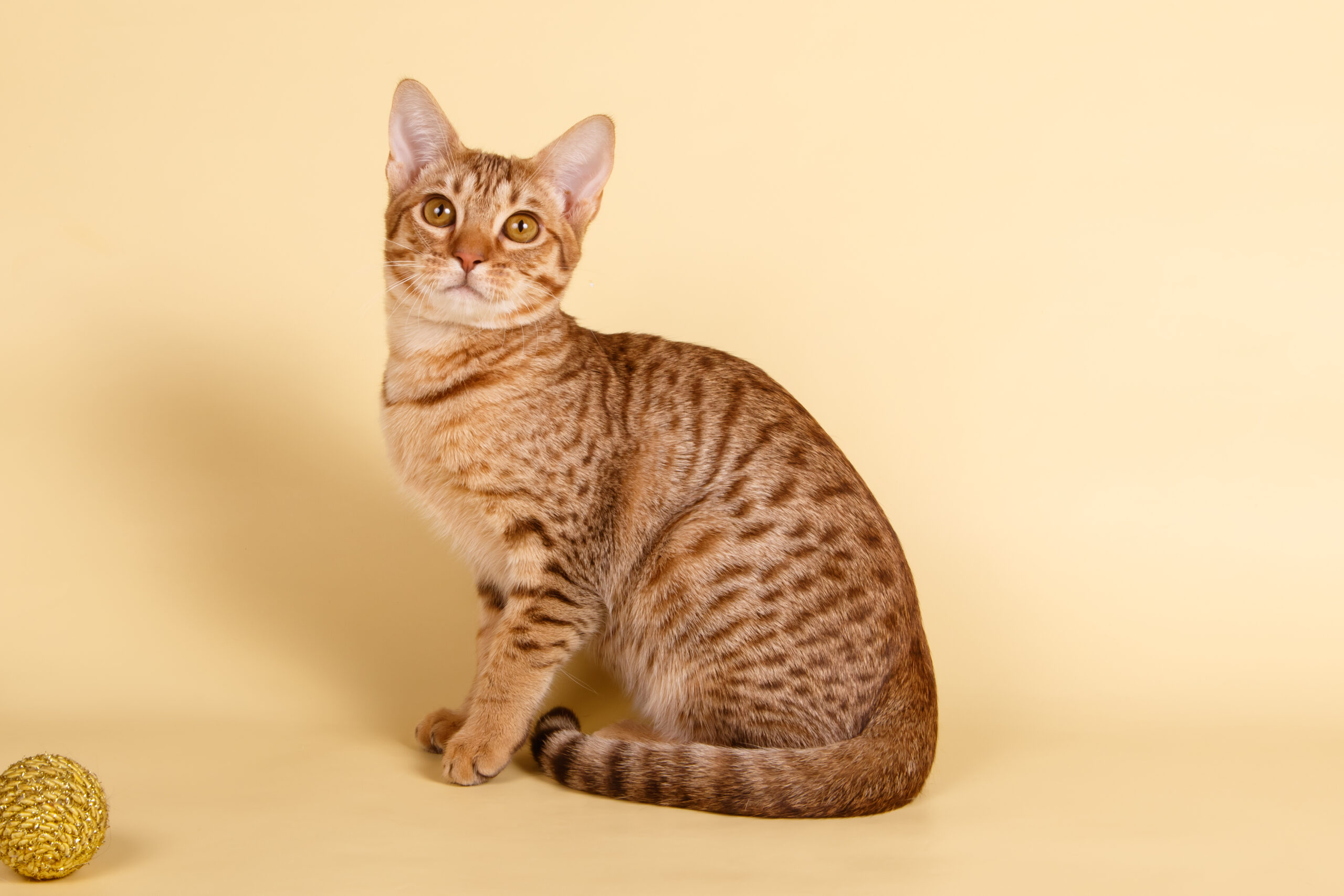 Ocicat RaskattenWijzer