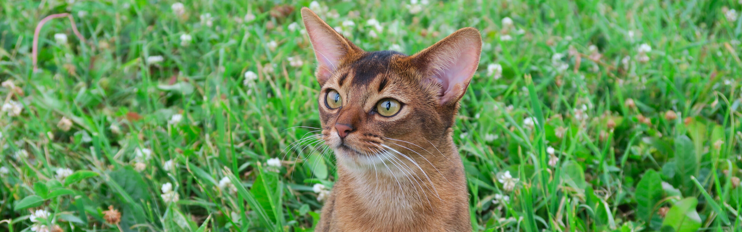 Abessijn RaskattenWijzer