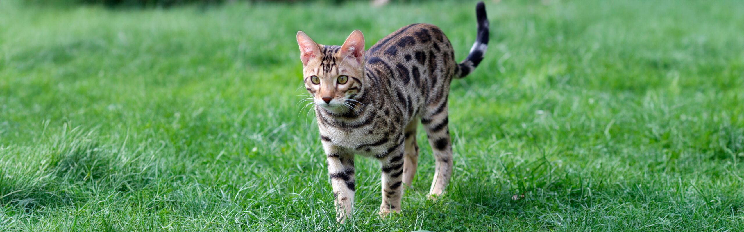 Bengaal RaskattenWijzer Bengaalse kat