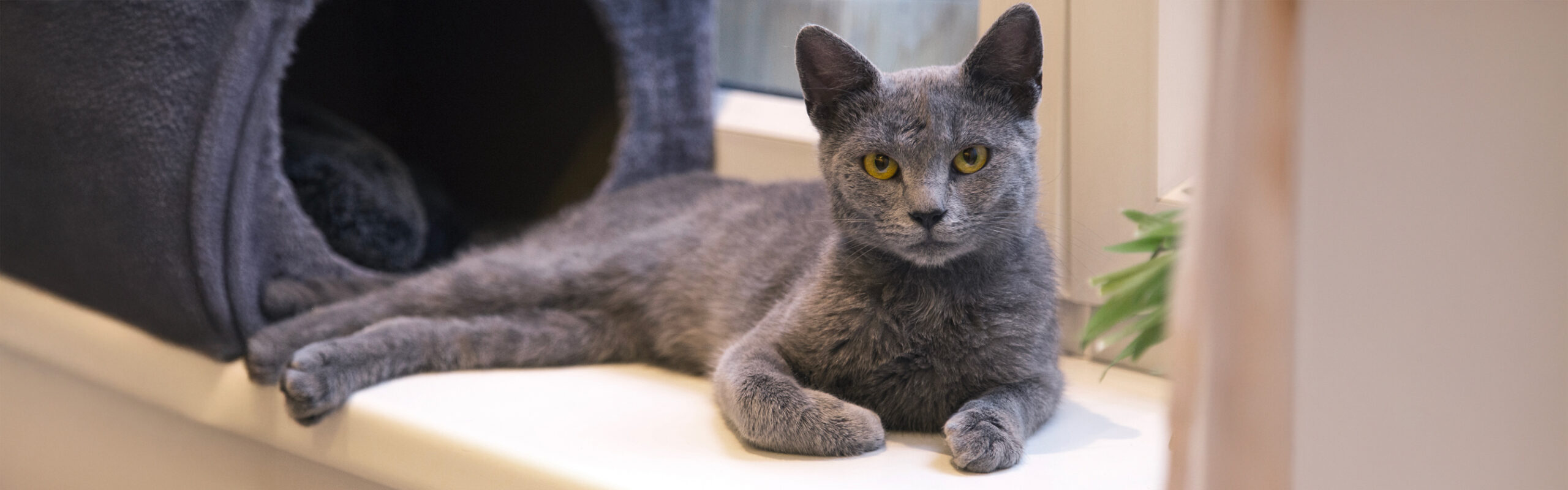 Blauwe Rus RaskattenWijzer