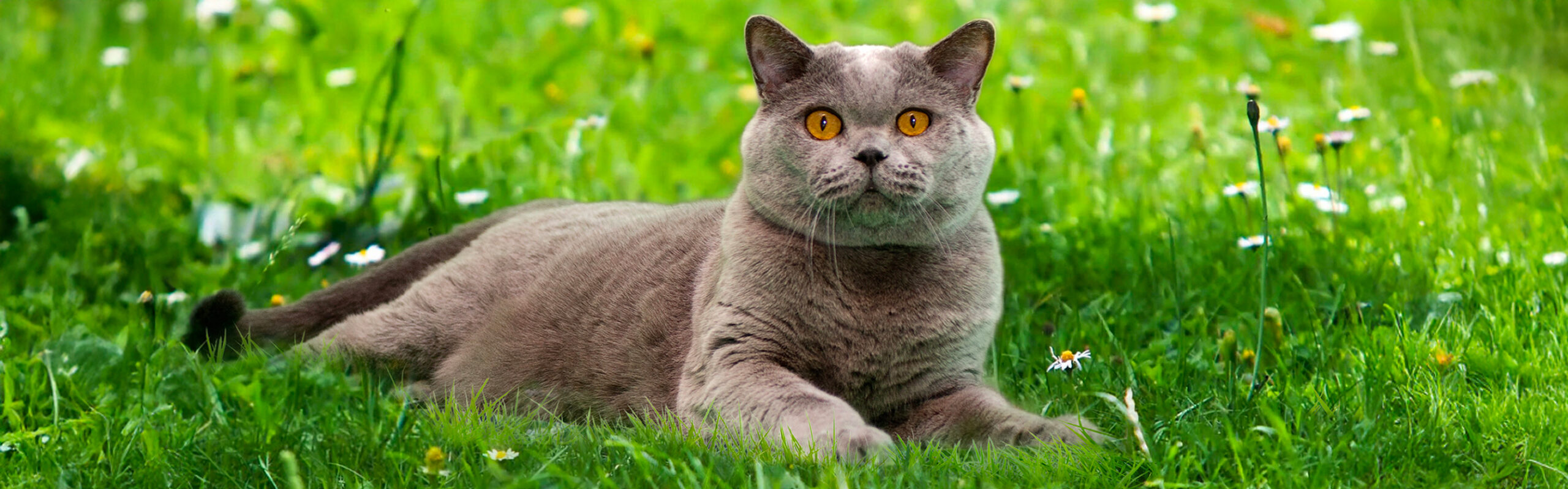 Britse korthaar RaskattenWijzer