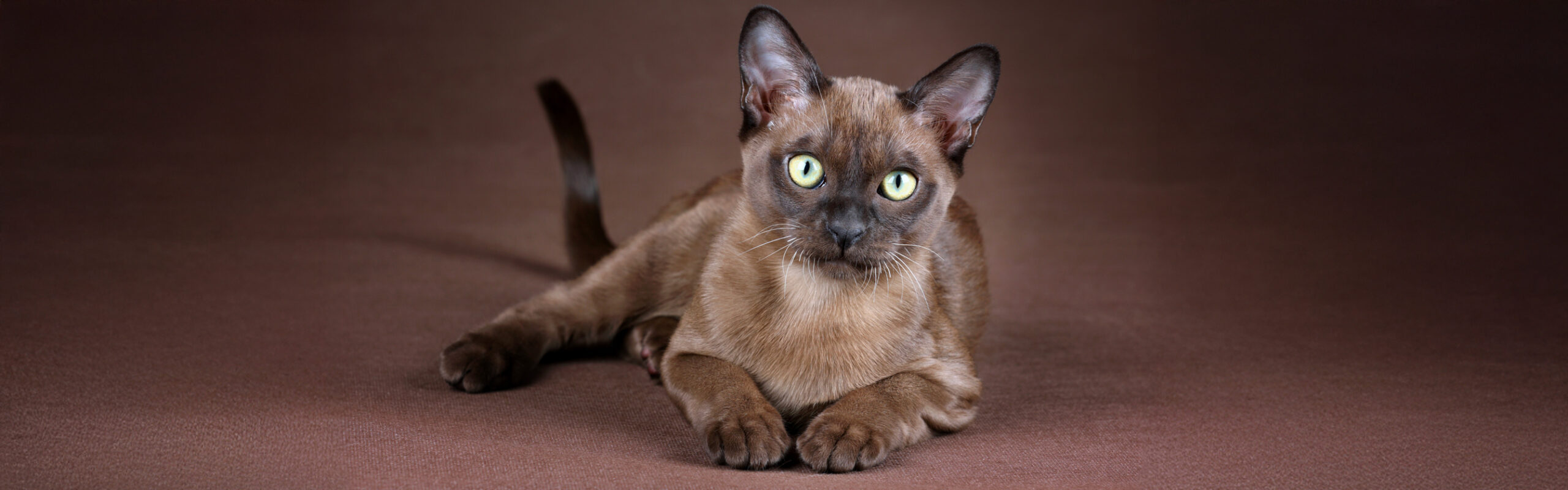 Burmees RaskattenWijzer