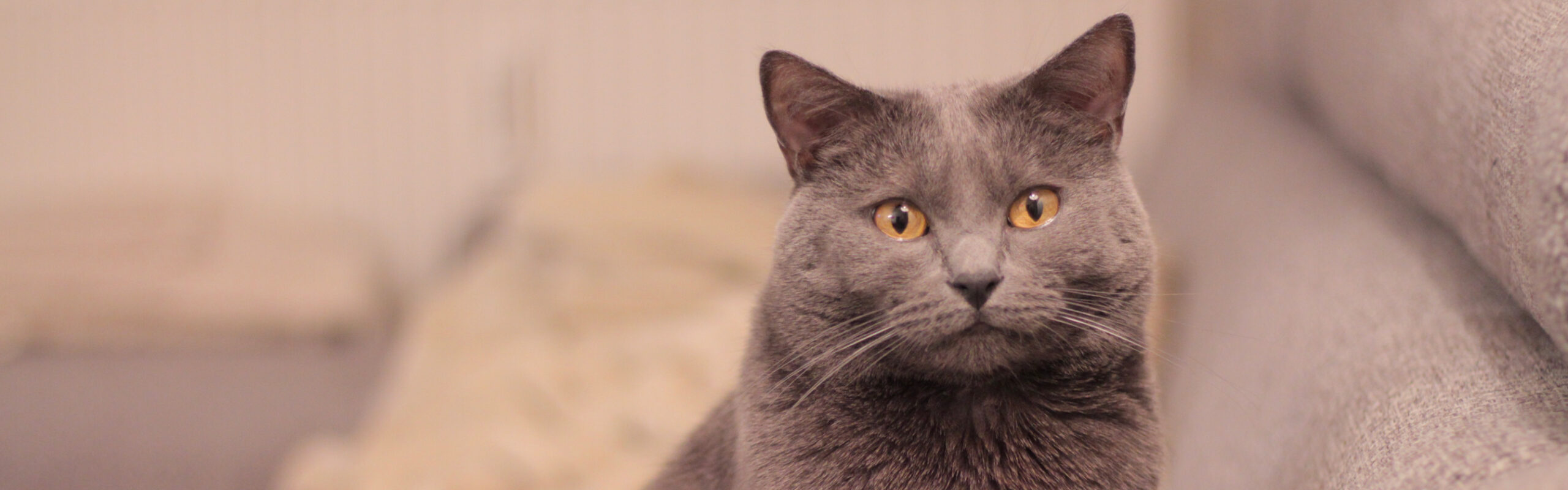 Chartreux RaskattenWijzer