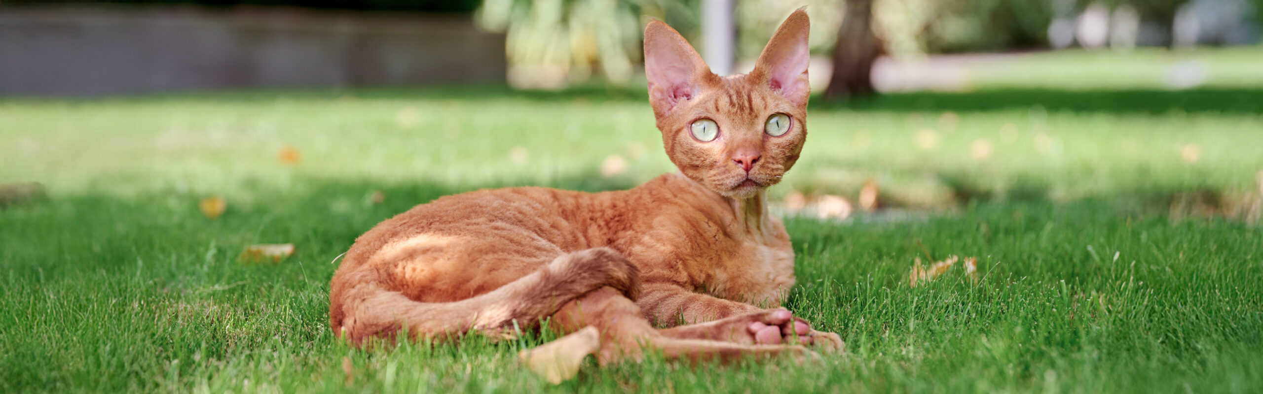 Devon rex RaskattenWijzer