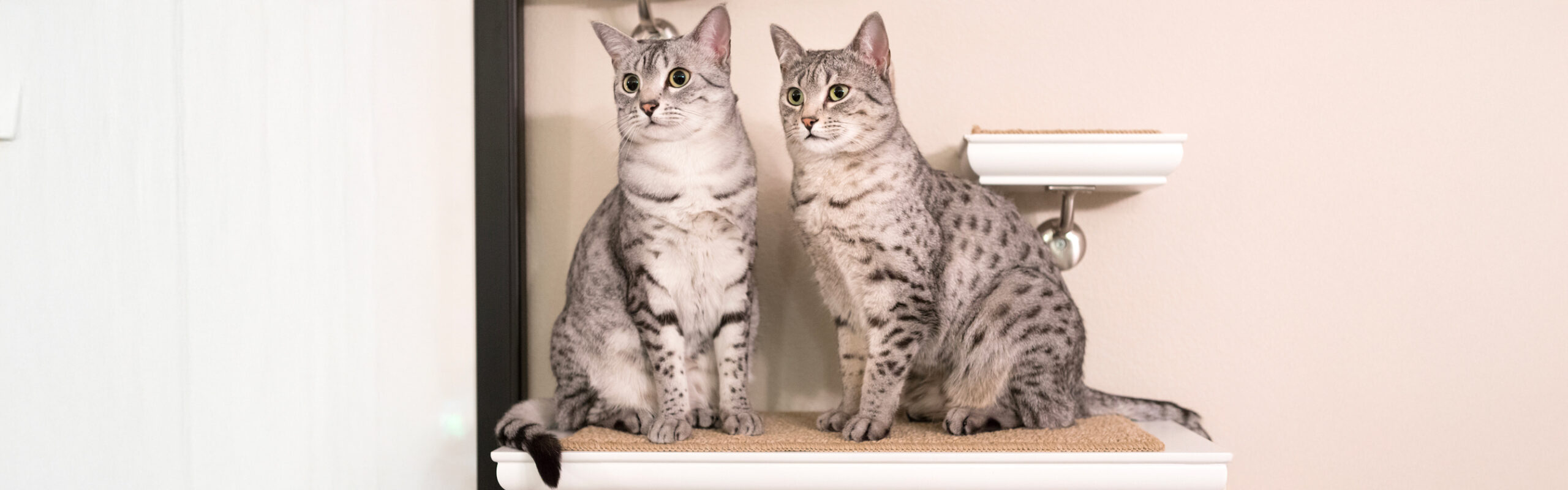 Egyptische mau RaskattenWijzer