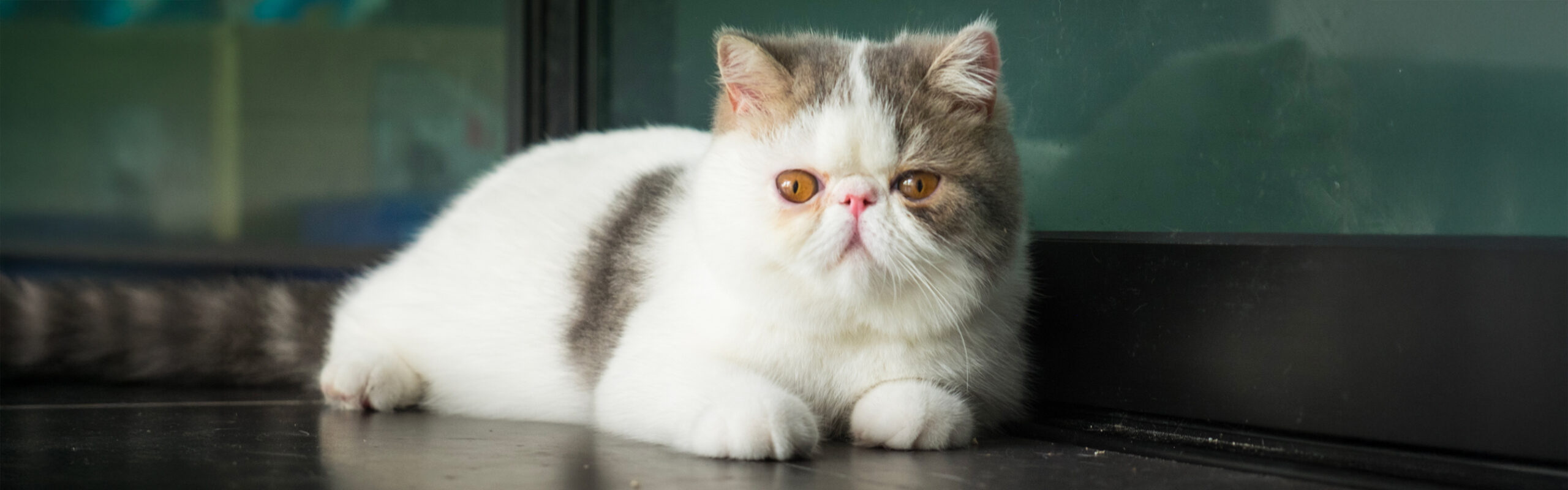 Exotisch korthaar RaskattenWijzer Exotic