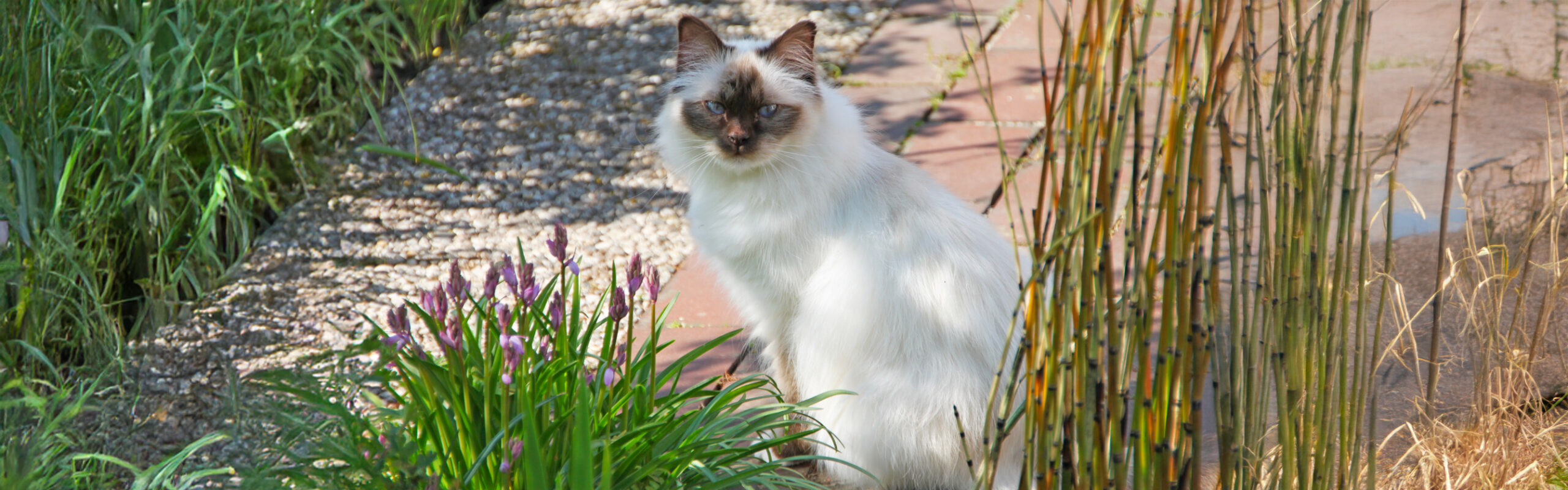 Heilige birmaan RaskattenWijzer