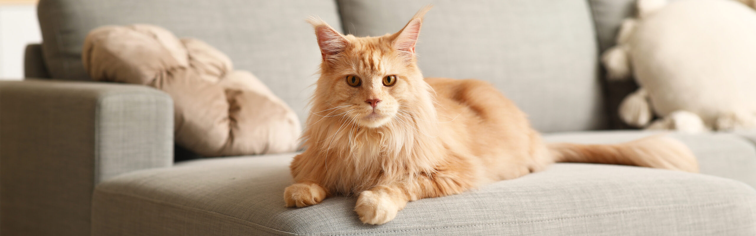 Maine coon RaskattenWijzer