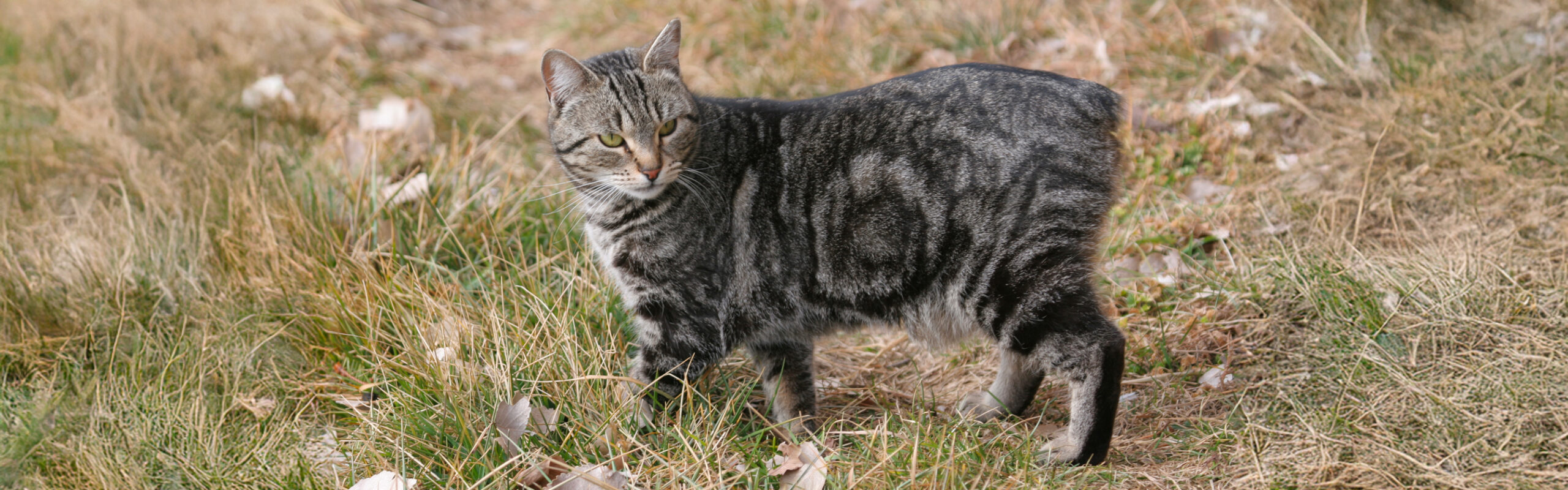 Manx RaskattenWijzer