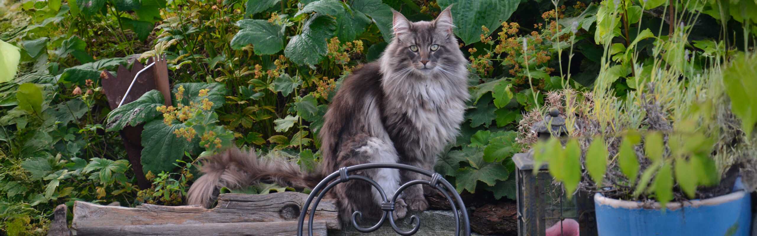 Noorse boskat RaskattenWijzer