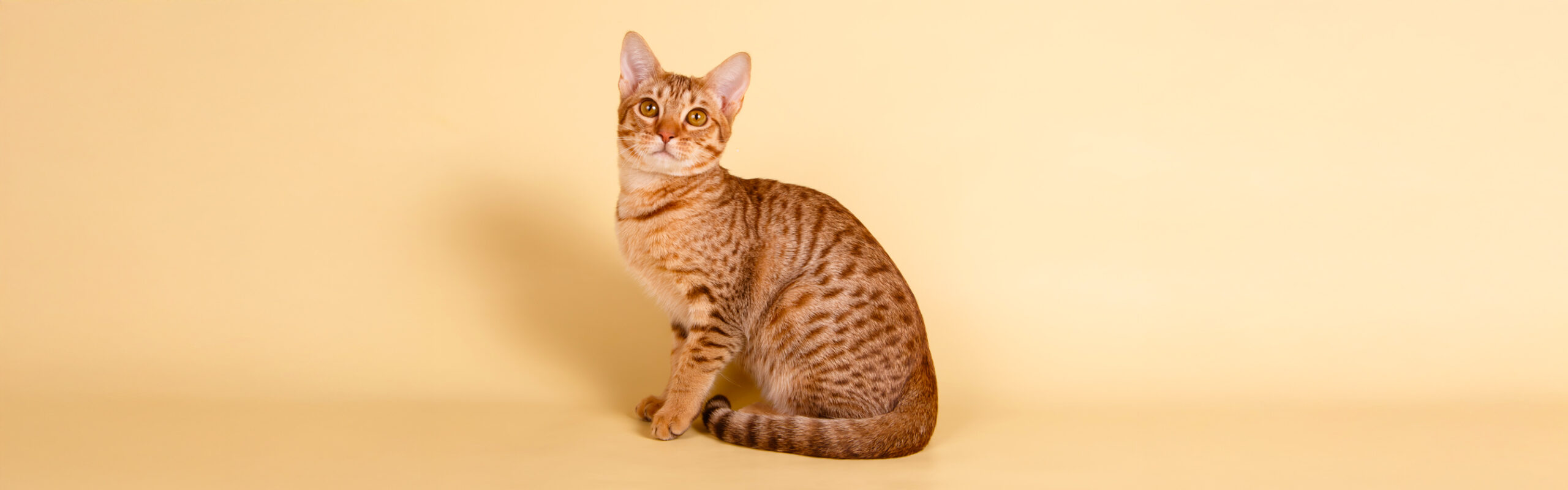 Ocicat RaskattenWijzer