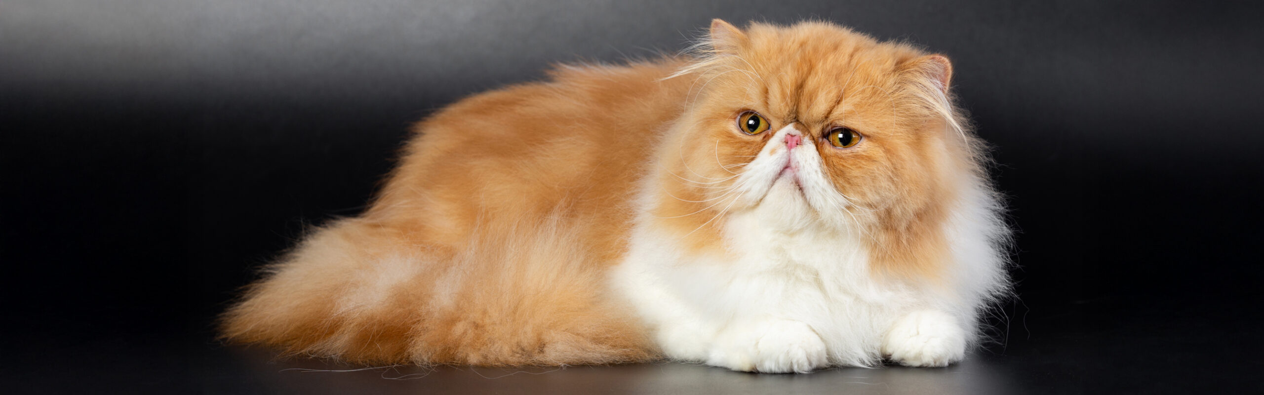 Perzische kat RaskattenWijzer