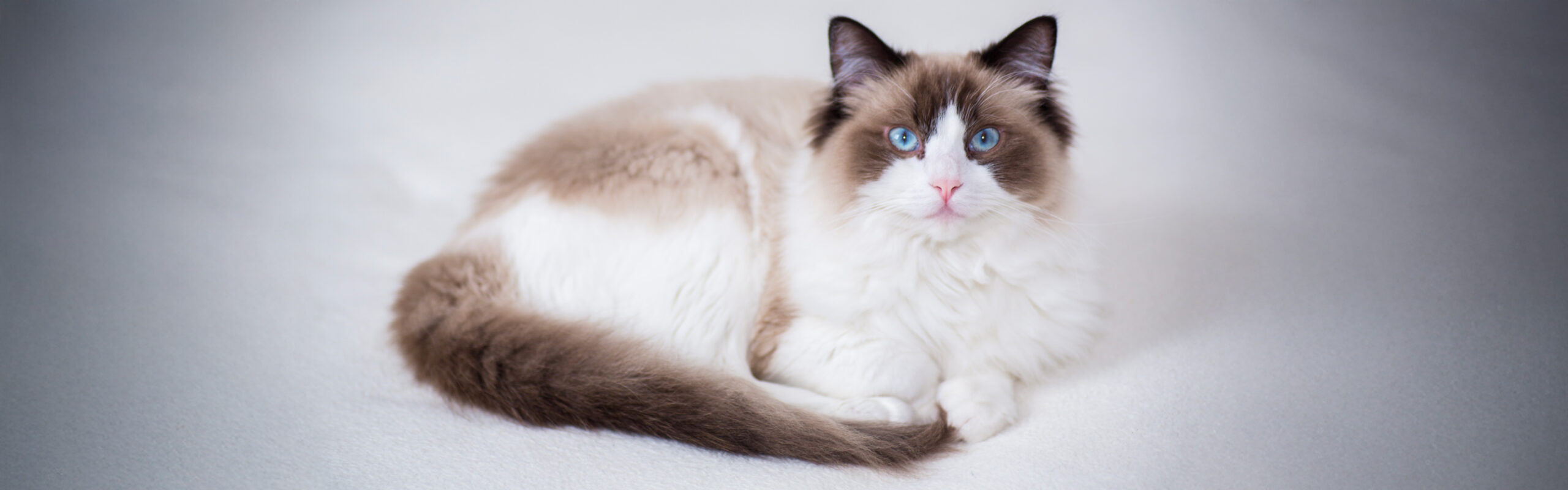 Ragdoll RaskattenWijzer