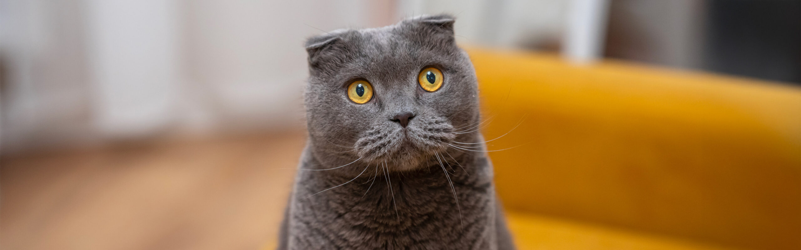 Scottish fold RaskattenWijzer
