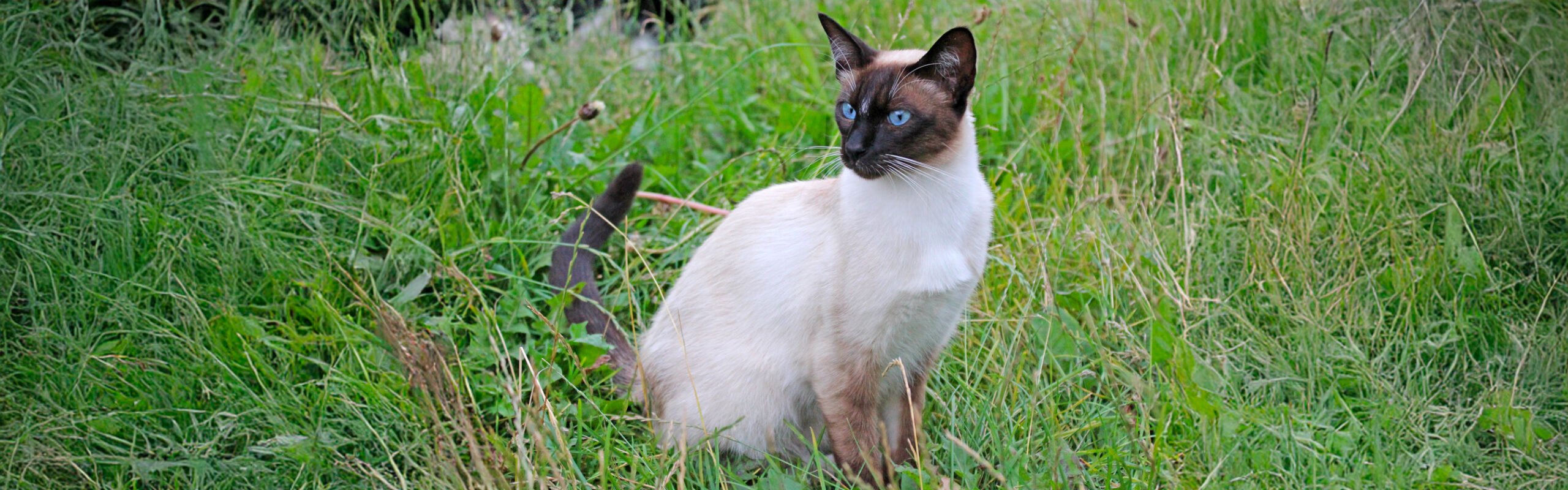 Siamees RaskattenWijzer