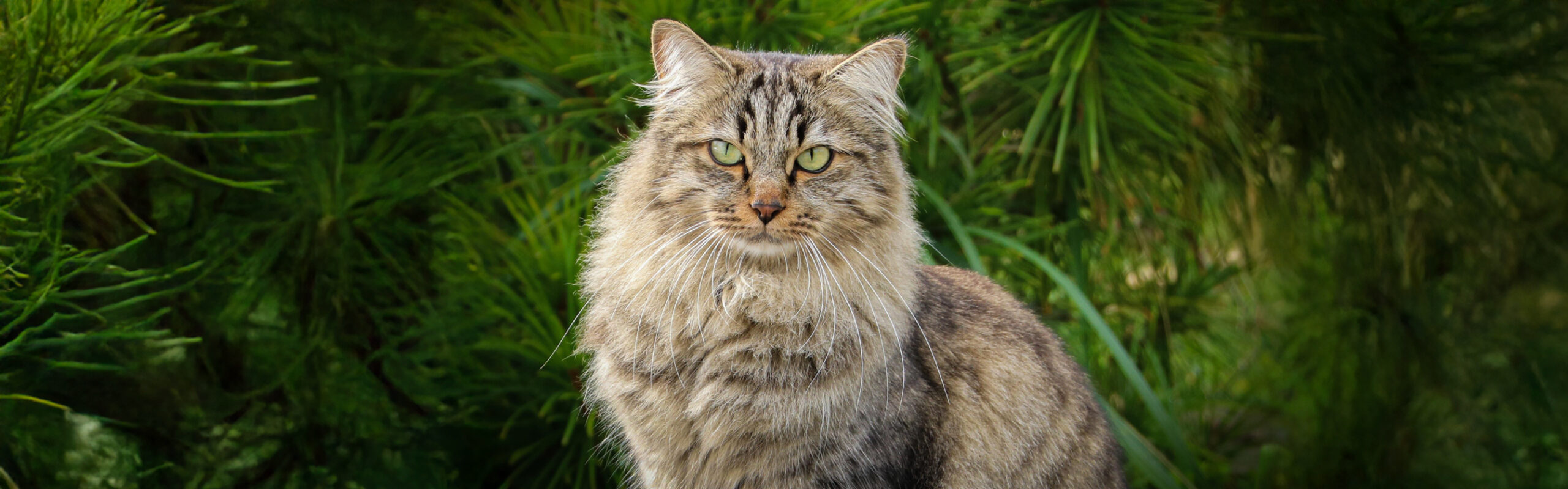 Siberische kat RaskattenWijzer