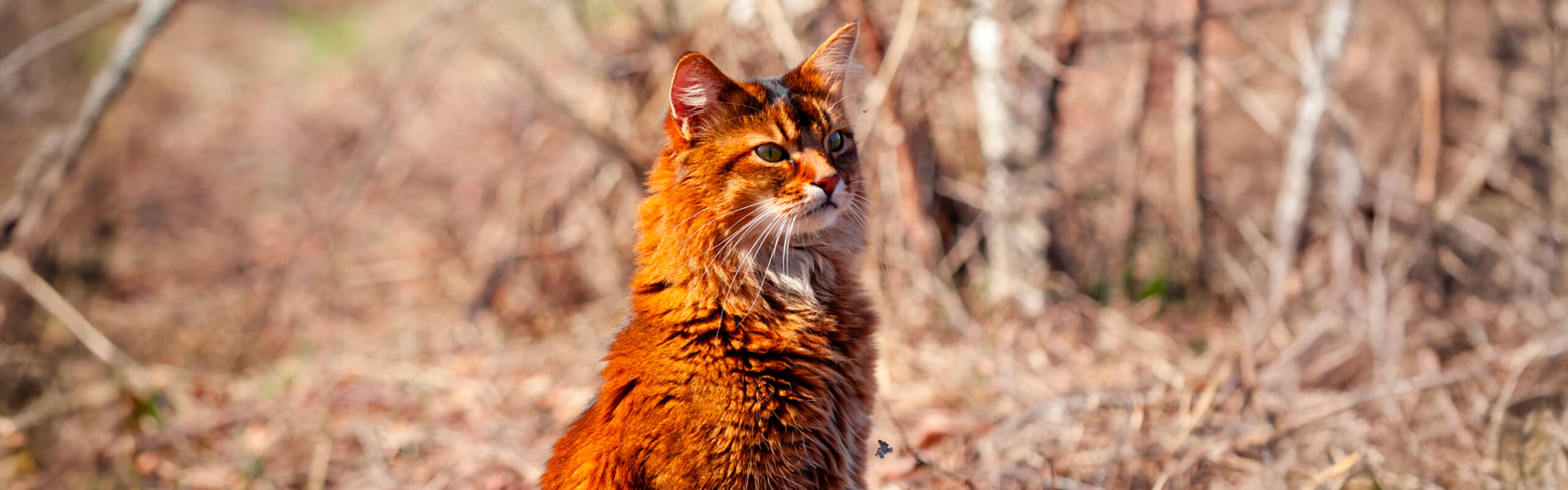 Somali RaskattenWijzer