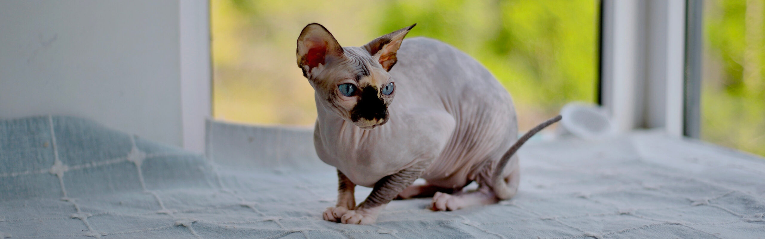 Sphynx RaskattenWijzer