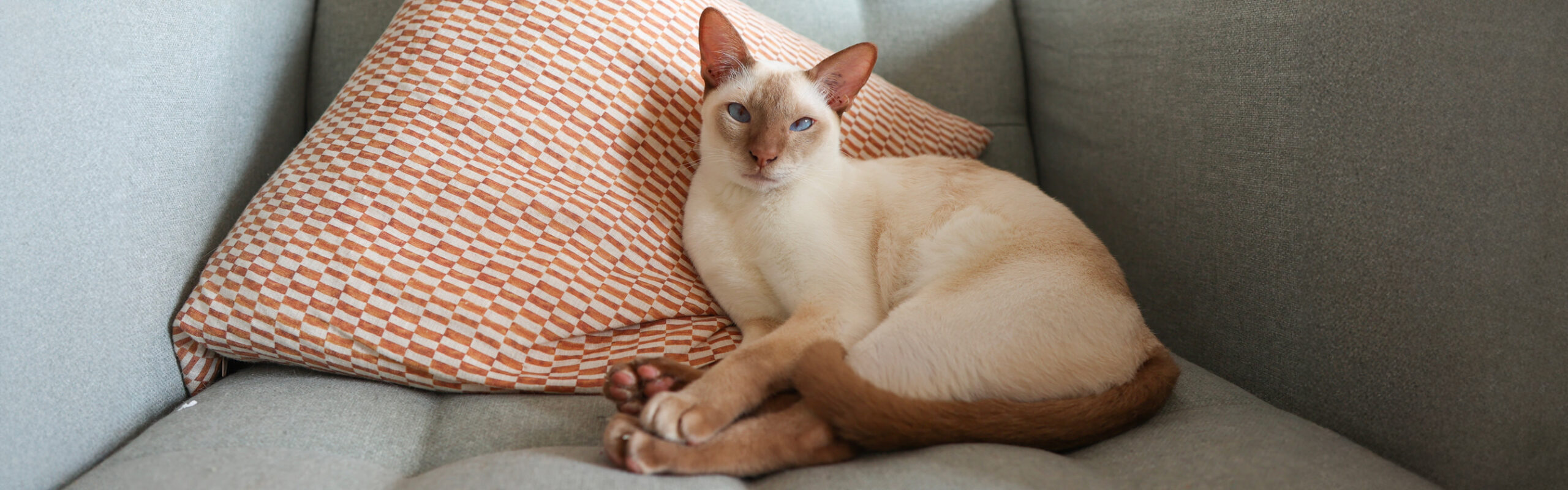 Tonkinese RaskattenWijzer