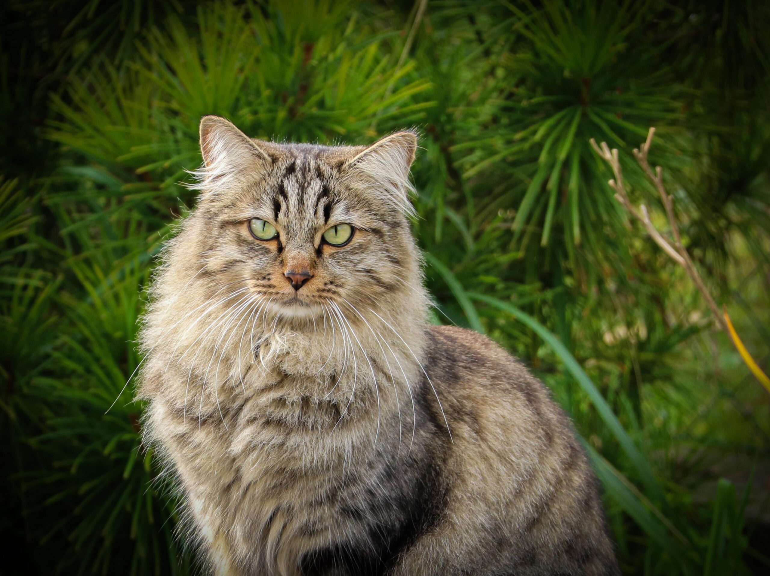 Foto van Siberische kat