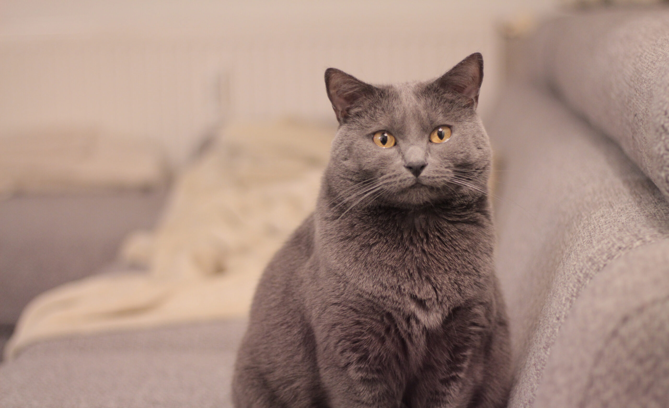 Chartreux RaskattenWijzer