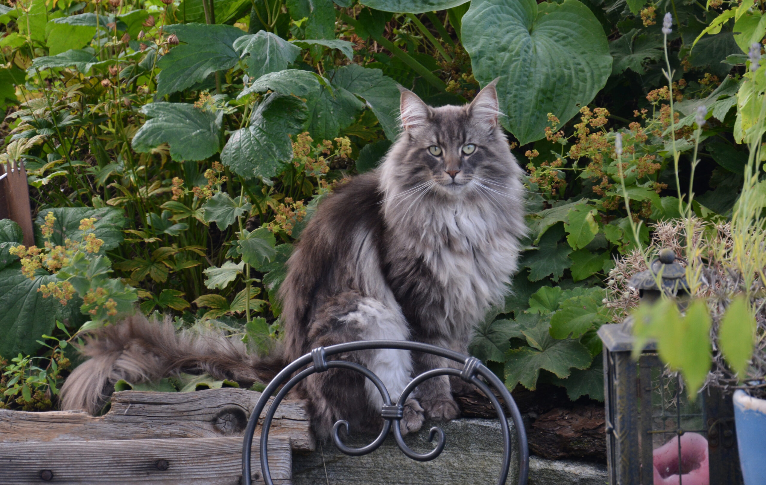 Noorse boskat RaskattenWijzer