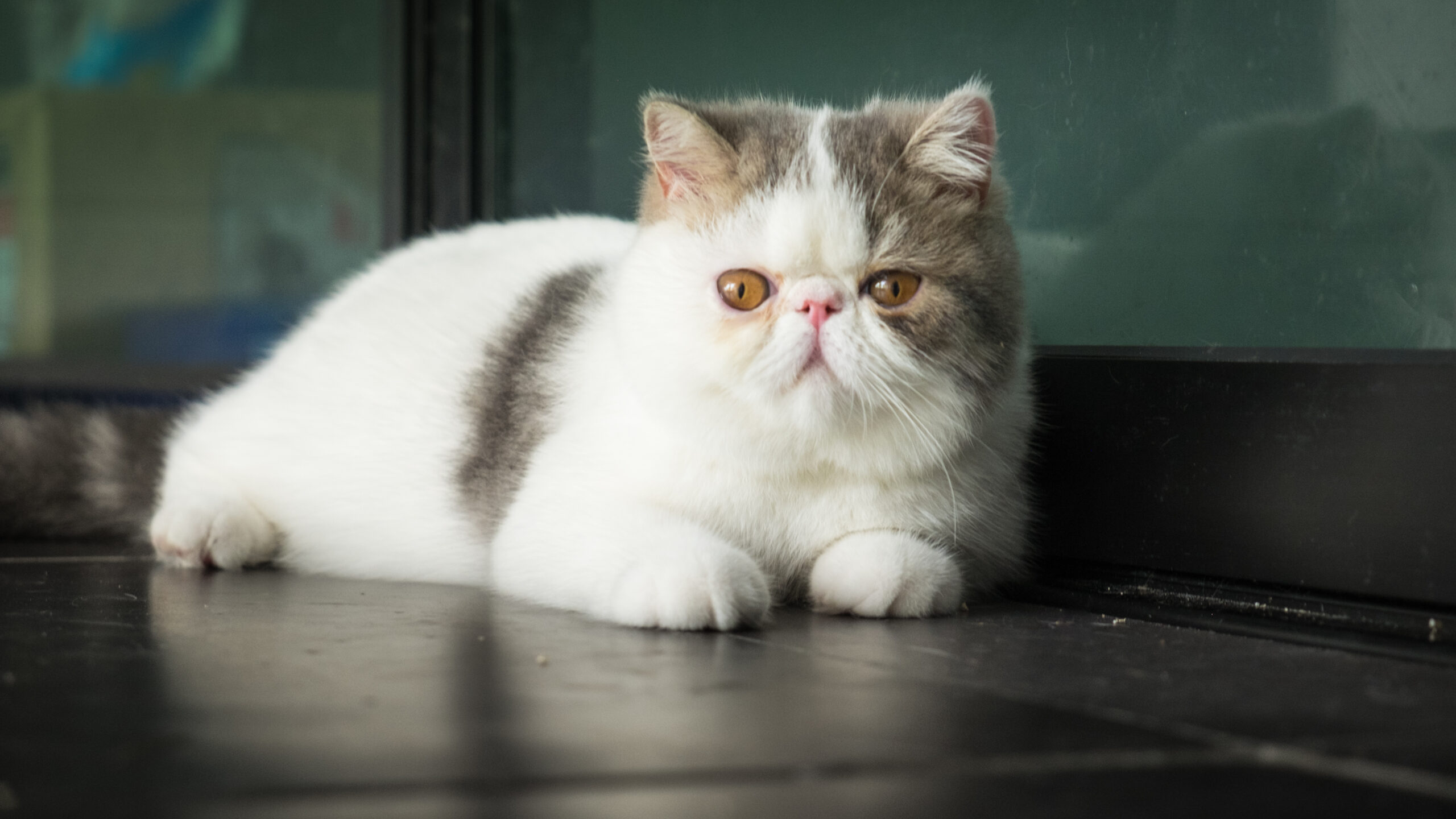 Foto van Exotisch korthaar / exotic shorthair