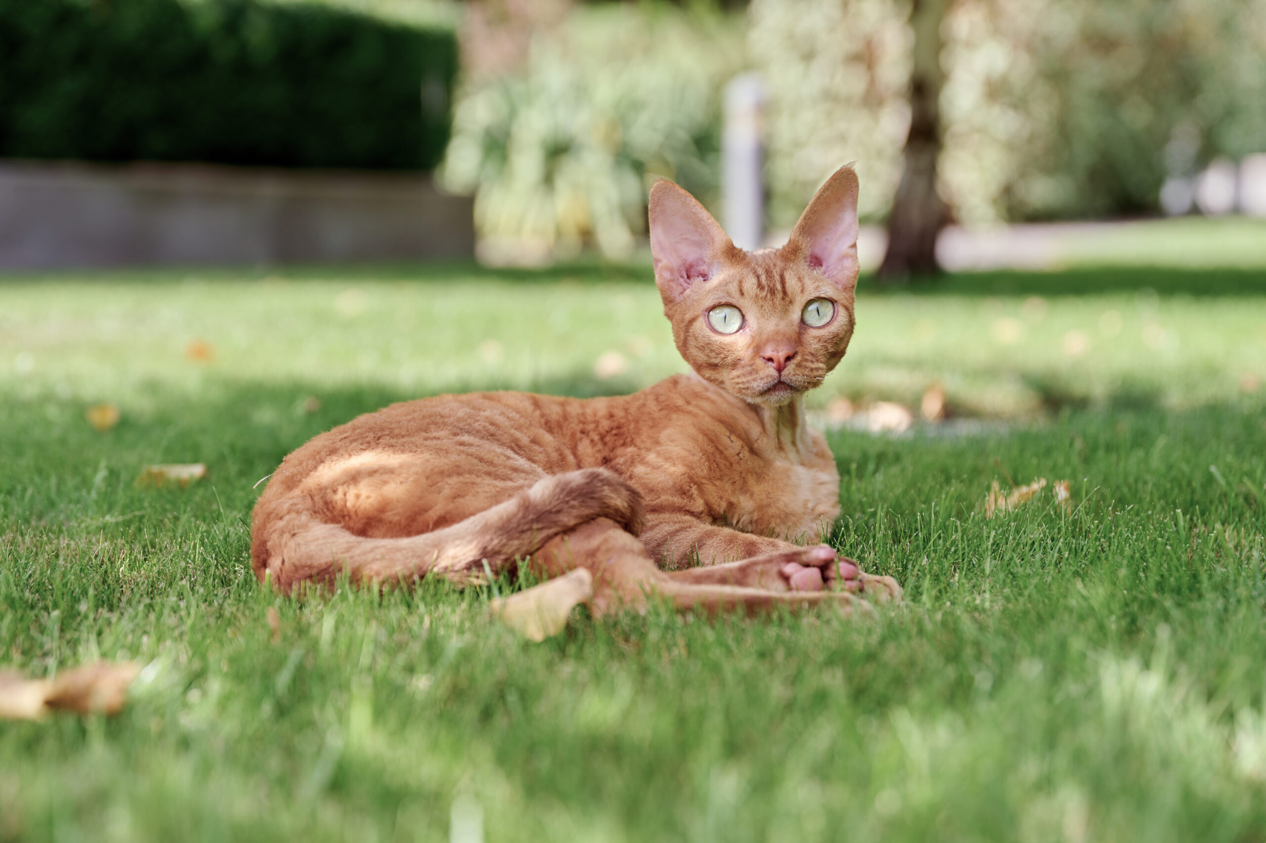 Foto van Devon rex