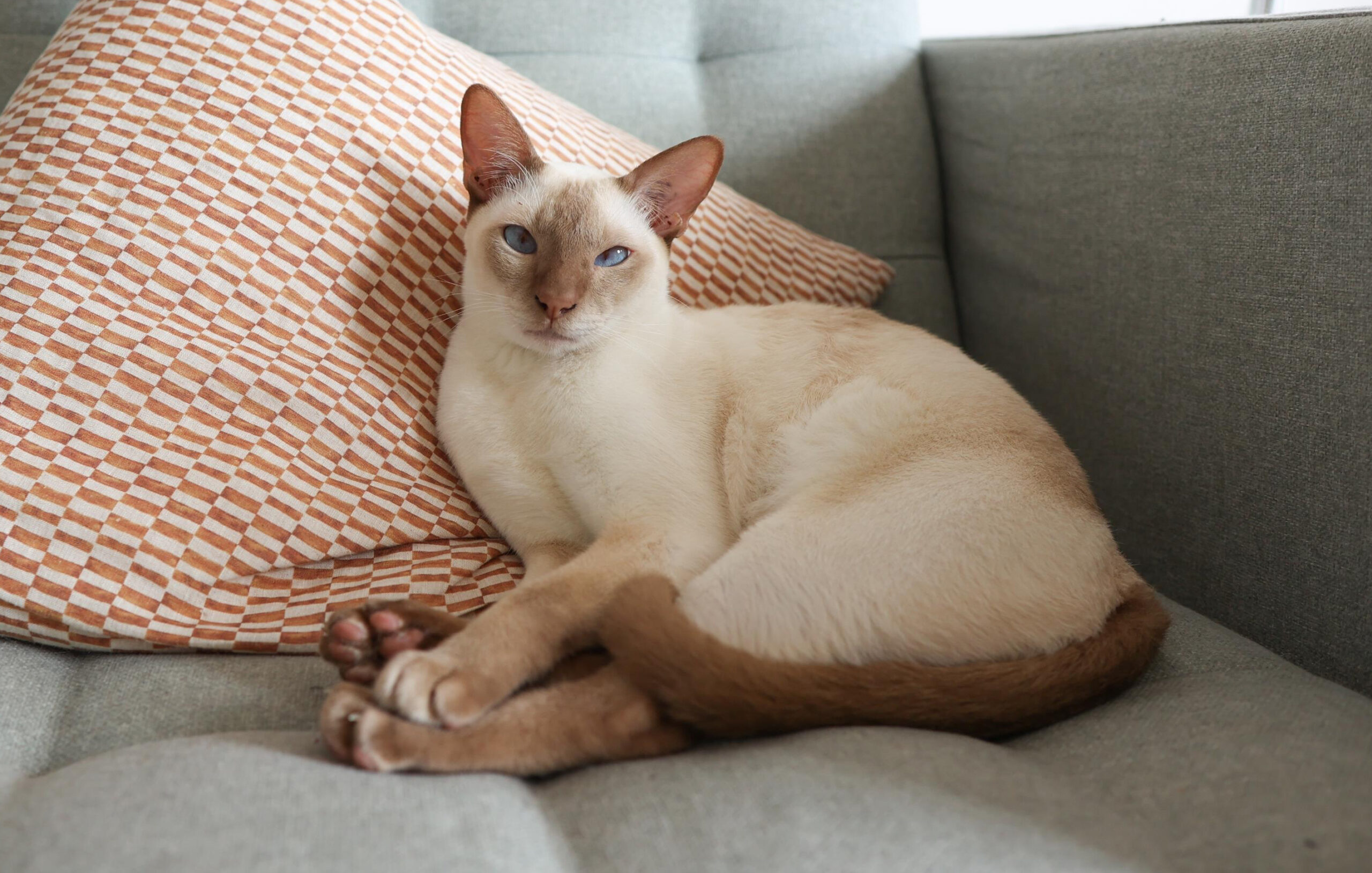 Foto van Tonkinese