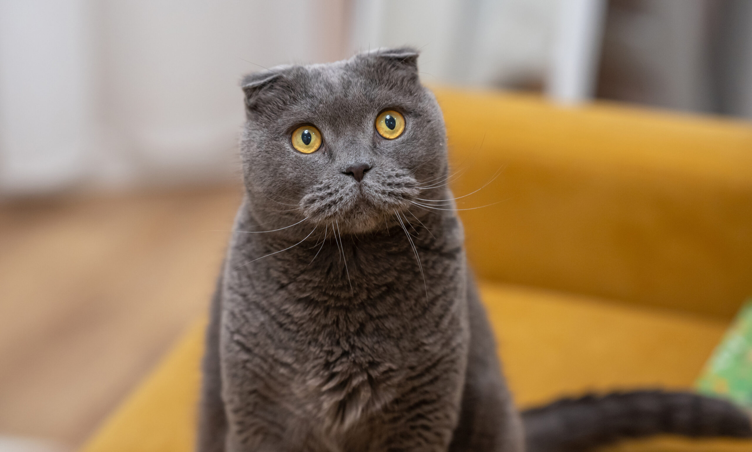 Foto van Scottish fold