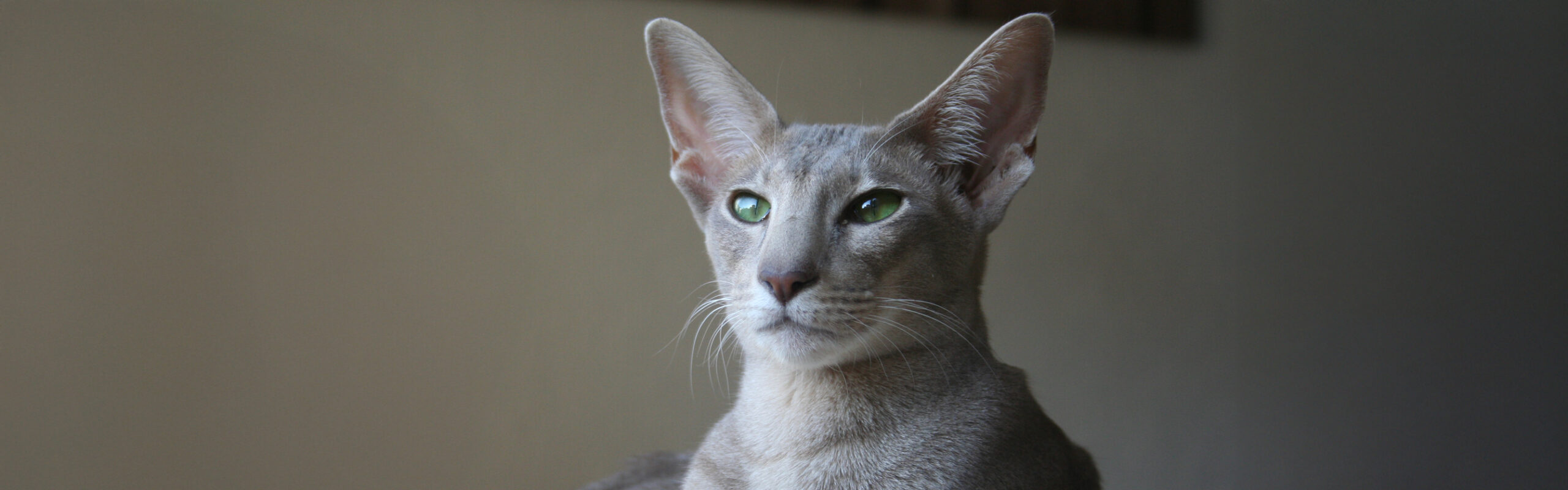 Oosters korthaar RaskattenWijzer