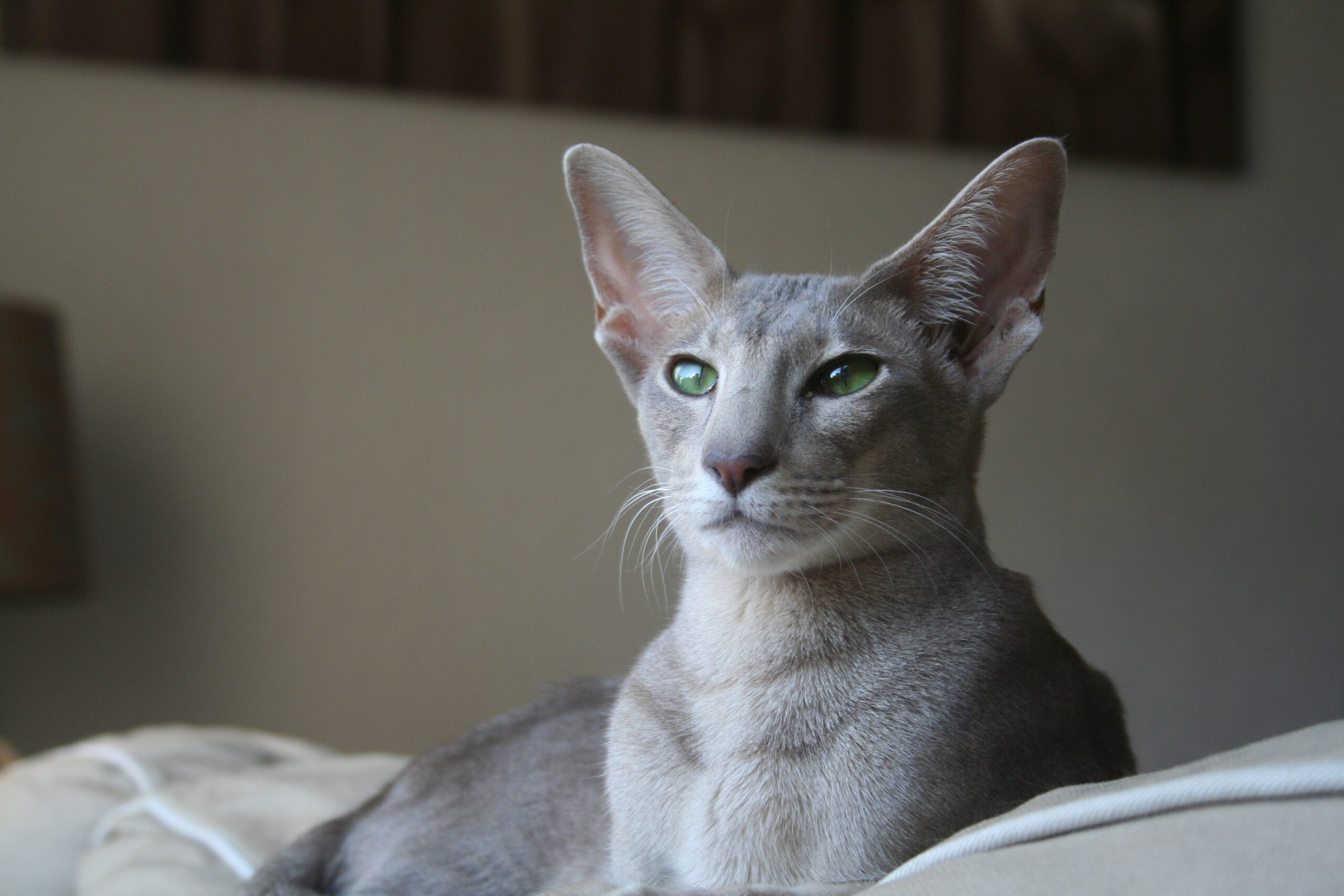 Oosters korthaar RaskattenWijzer