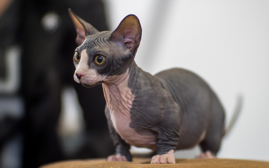 Dier&Recht bambino sphynx