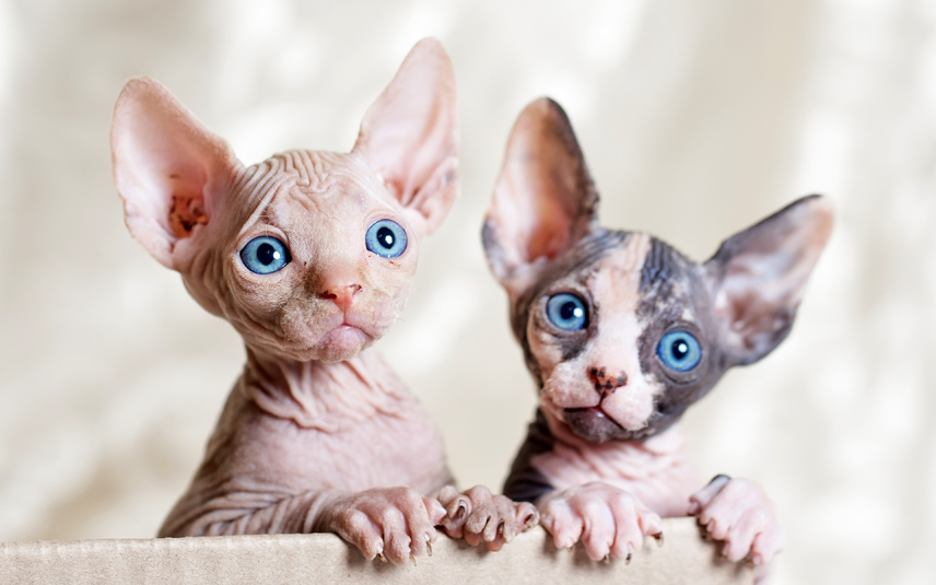 Dier&Recht Sphynx