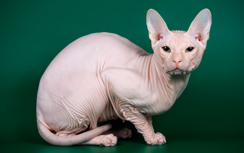 Dier&Recht donskoy naaktkat