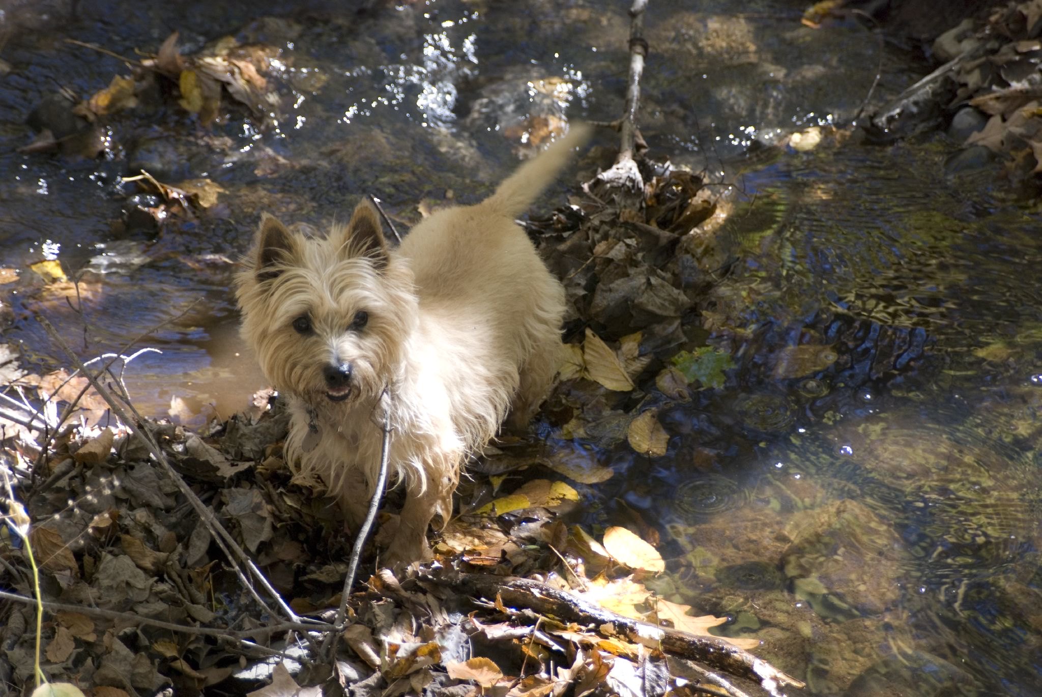 Foto van Cairnterriër