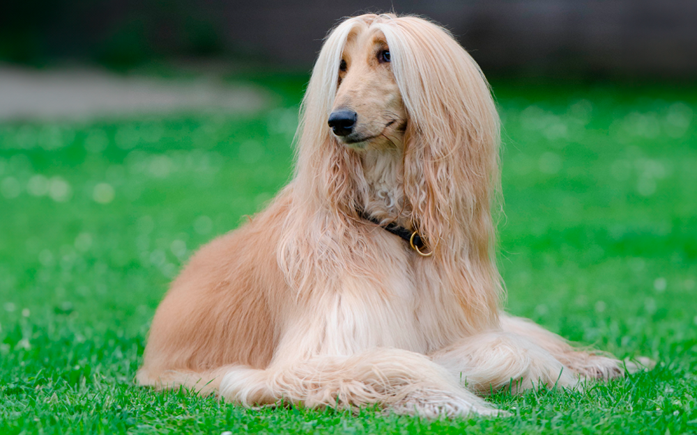 Afghaanse windhond RashondenWijzer