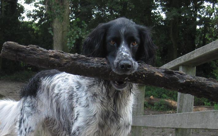 Foto van Grote münsterlander