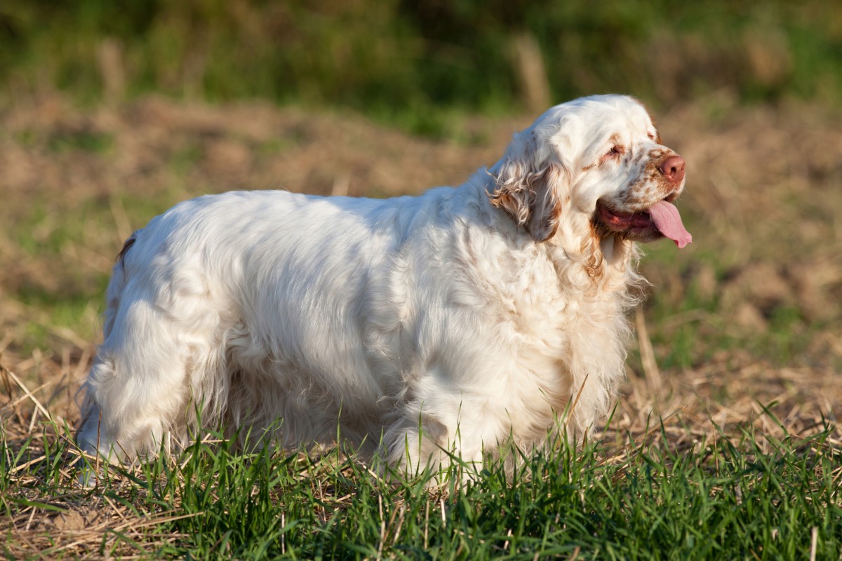 Foto van Clumberspaniel