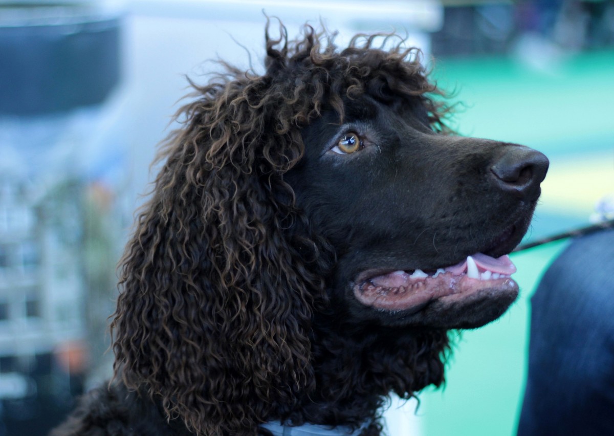 Foto van Ierse waterspaniel