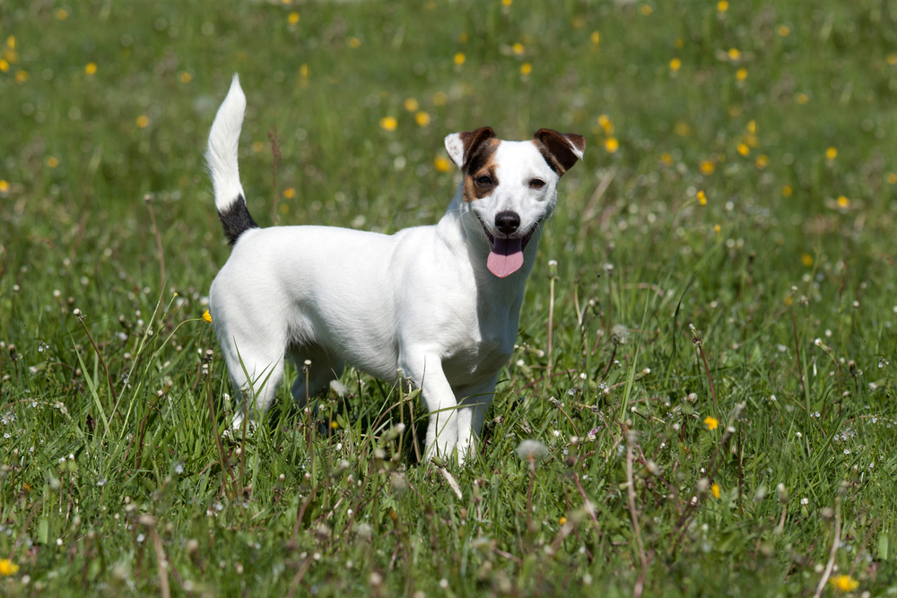 Foto van Jack russell terriër