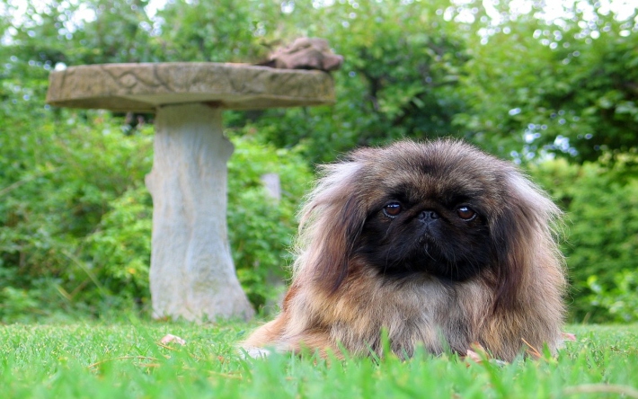 Foto van Pekinees / pekingees