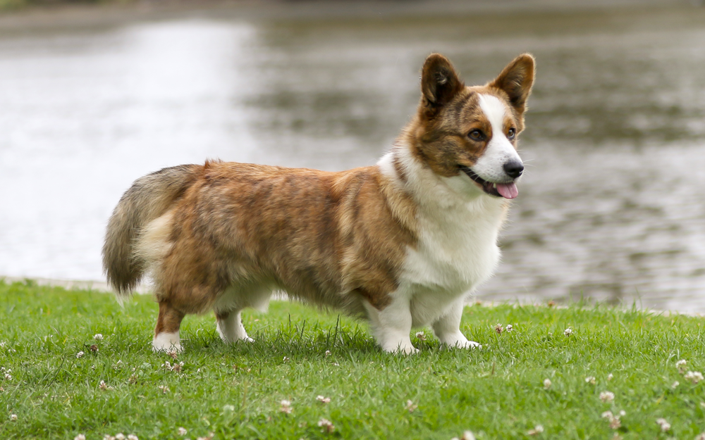 Foto van Welsh corgi Cardigan