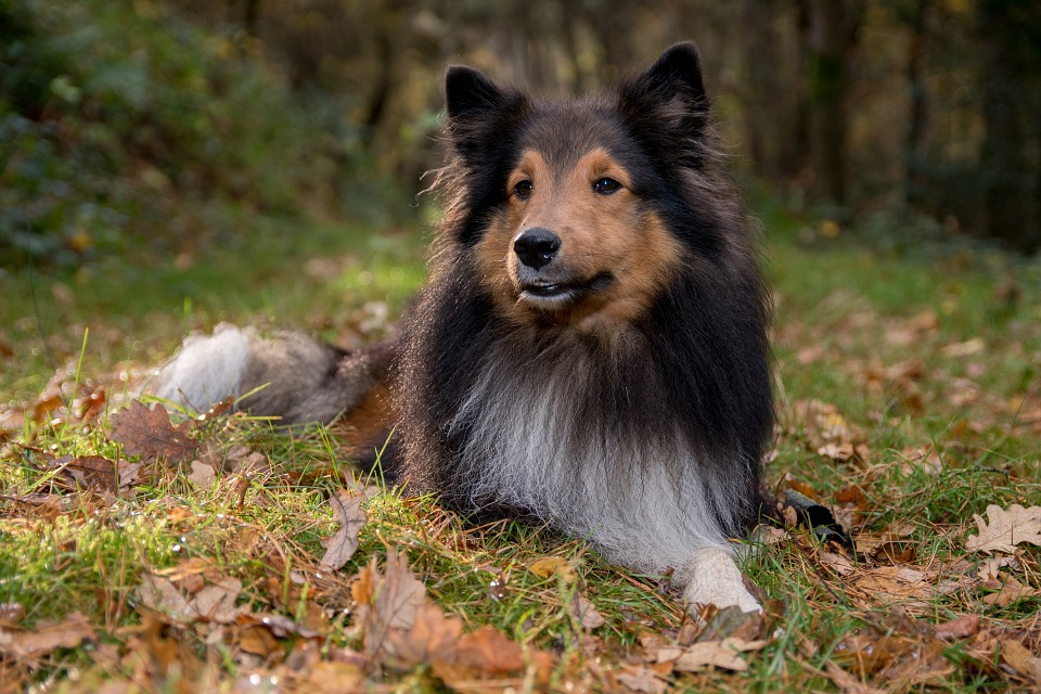 Foto van Sheltie