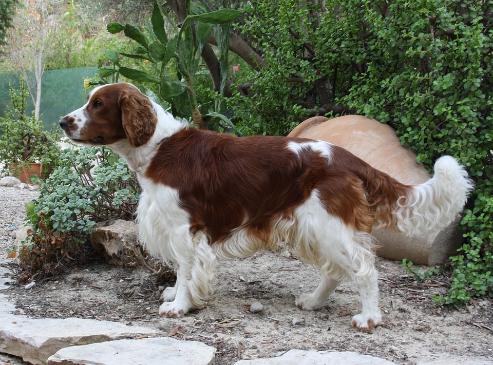 Foto van Welsh springerspaniel