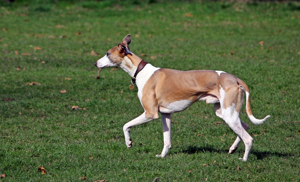 Foto van Whippet