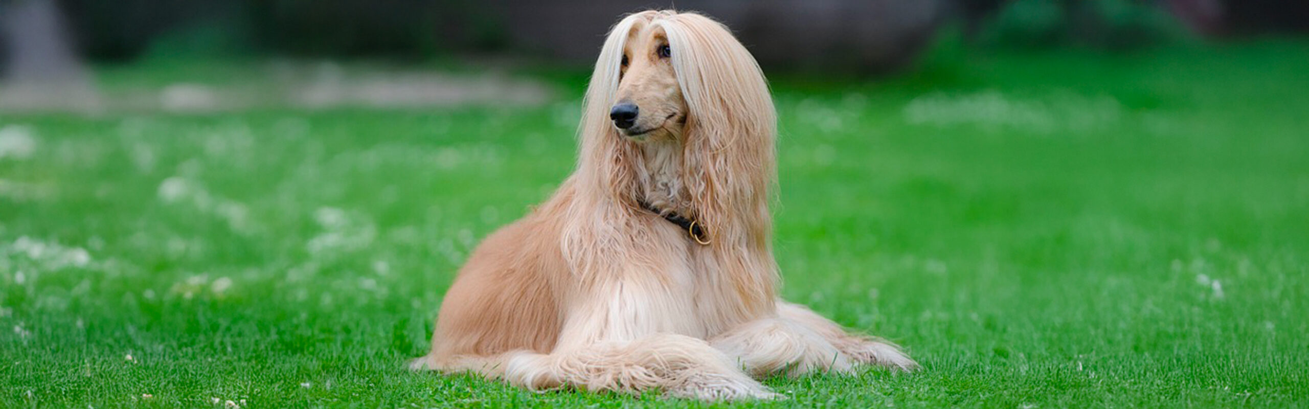 Afghaanse windhond RashondenWijzer