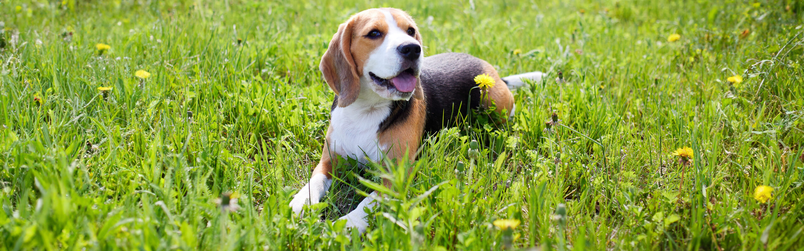 Beagle RashondenWijzer