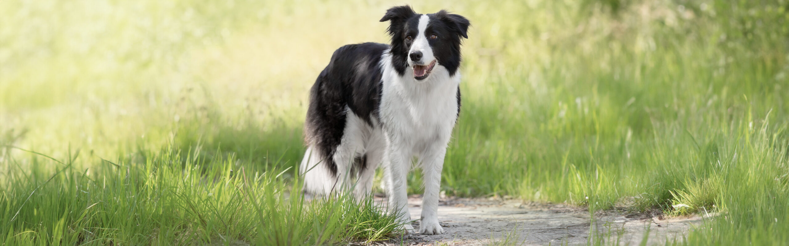 Border Collie RashondenWijzer