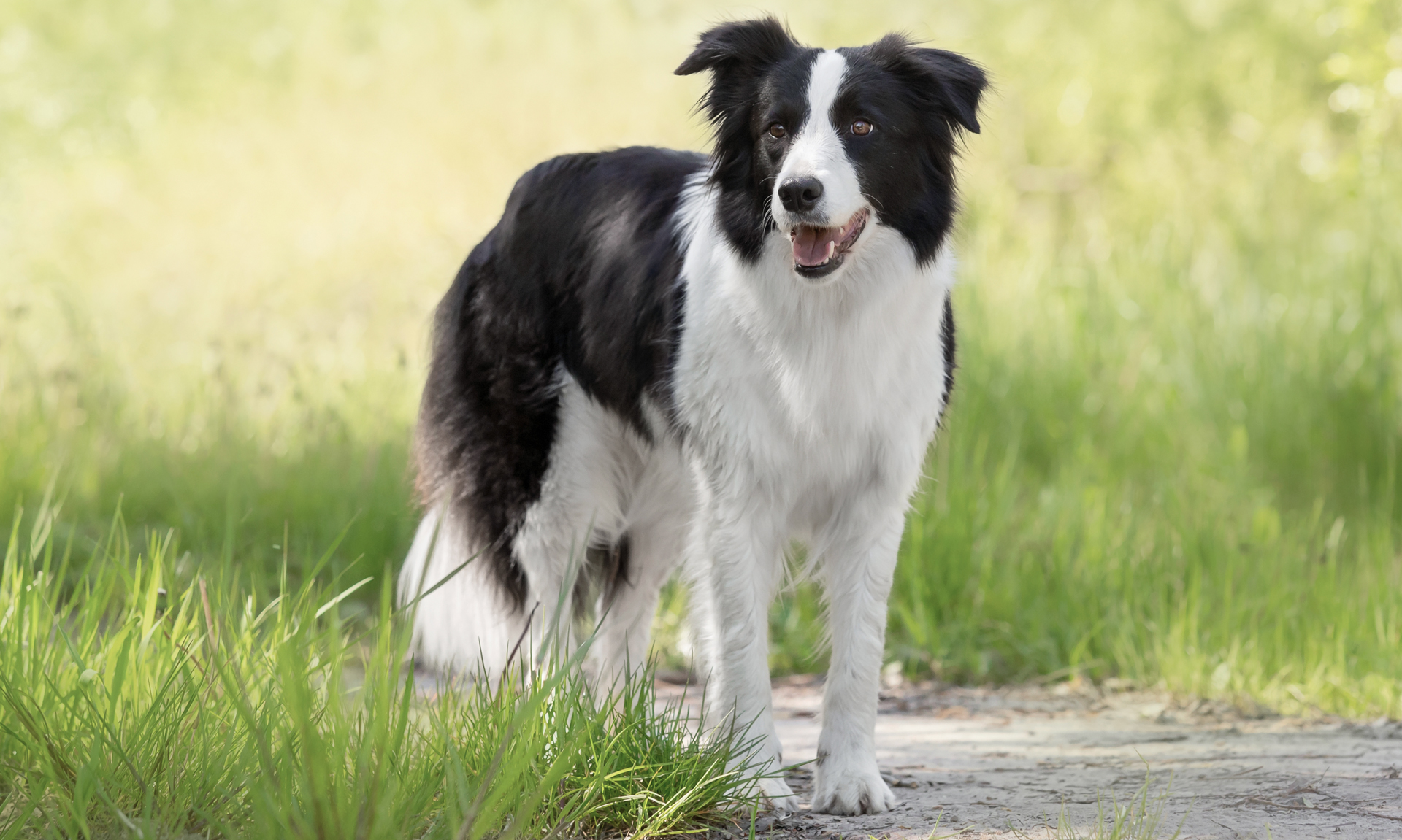 Foto van Bordercollie